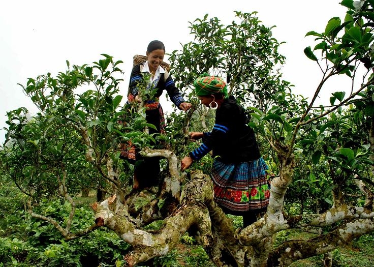 Trà Shan tuyết cổ thụ suối Giàng